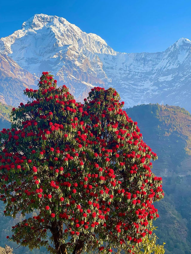 3月尼泊爾徒步！灑紅節狂歡遇上高山杜鵑