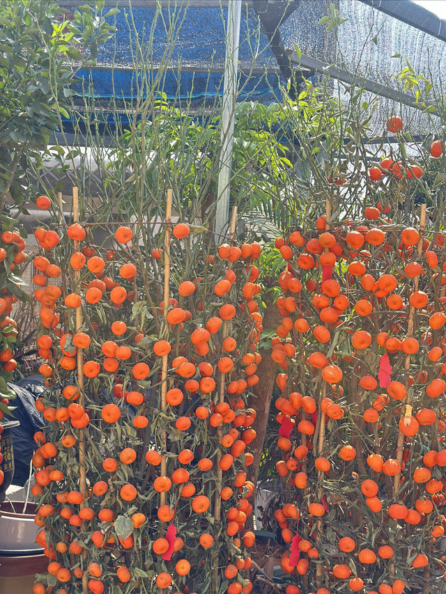 藏在石岩的絕美花木市場