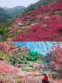 宜昌下牢溪梅園 | 梅花盛宴，春日浪漫