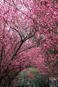 花重錦官城