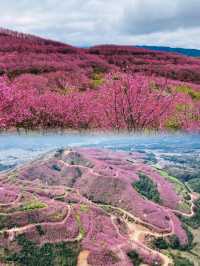 千畝櫻花園盛開錯過要再等一年
