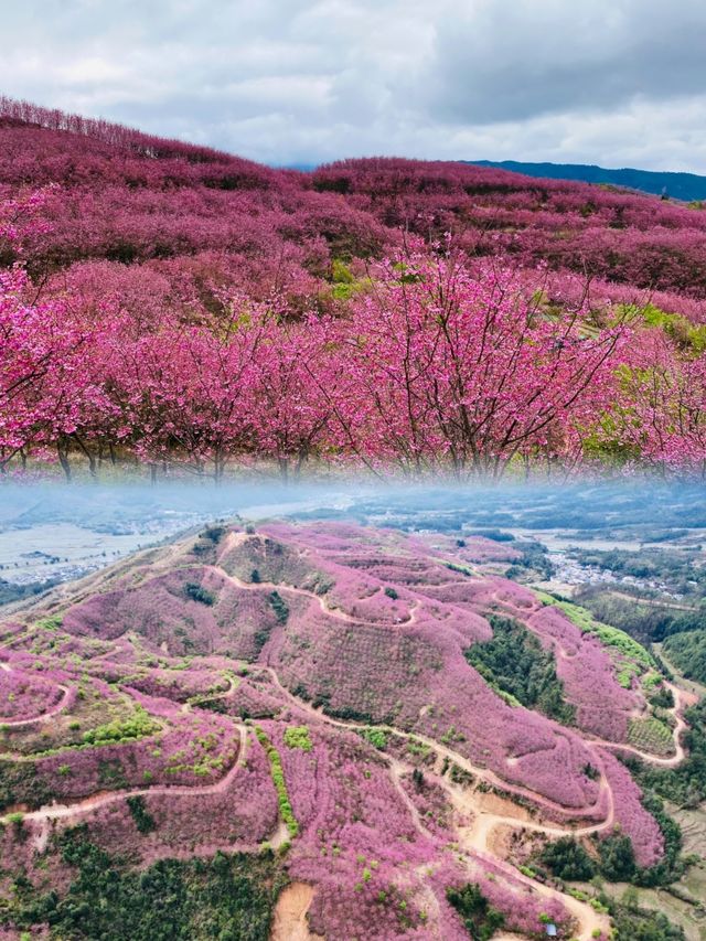 千畝櫻花園盛開錯過要再等一年