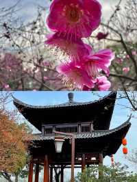 杭州超山，賞梅嘅聖地。