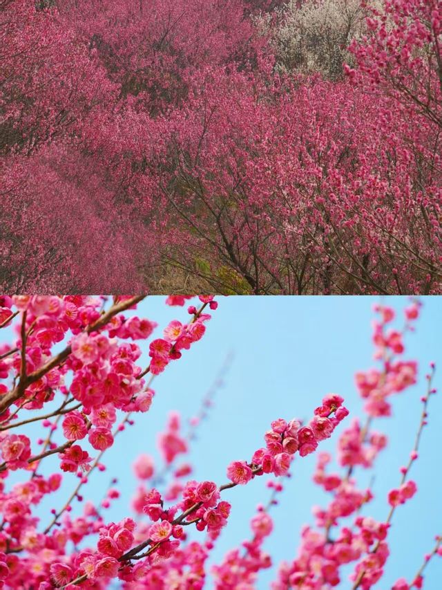 武漢竟然藏著絕美「梅花山」，沒人宣傳真可惜！