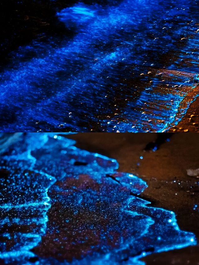 天津海邊藍眼淚,睇呢篇攻略就夠晒🫶🩷 天津海邊藍眼淚,睇呢篇攻略就夠晒🫶🩷