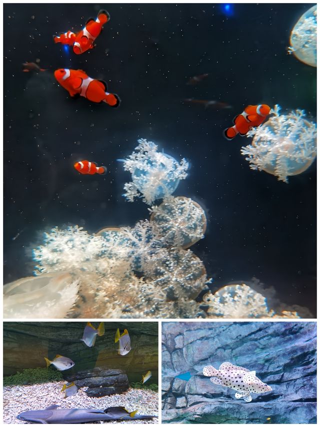 快來深圳海洋奇夢館吧