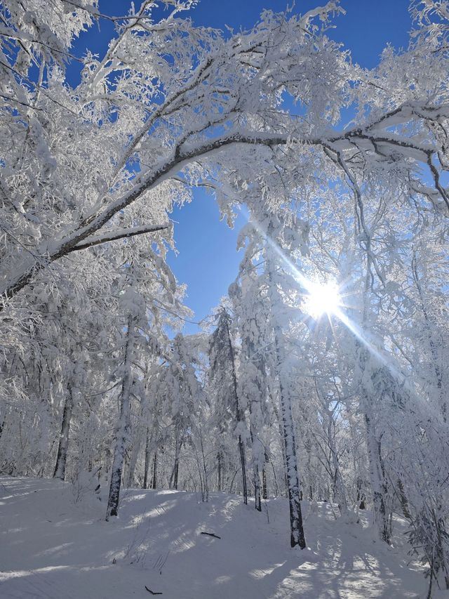 3日哈爾濱-雪鄉之旅 泡溫泉·賞雪景全攻略