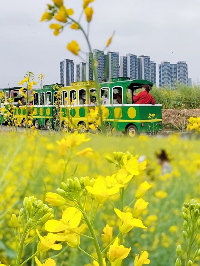 不用去婺源！！深圳免費油菜花海就很美！
