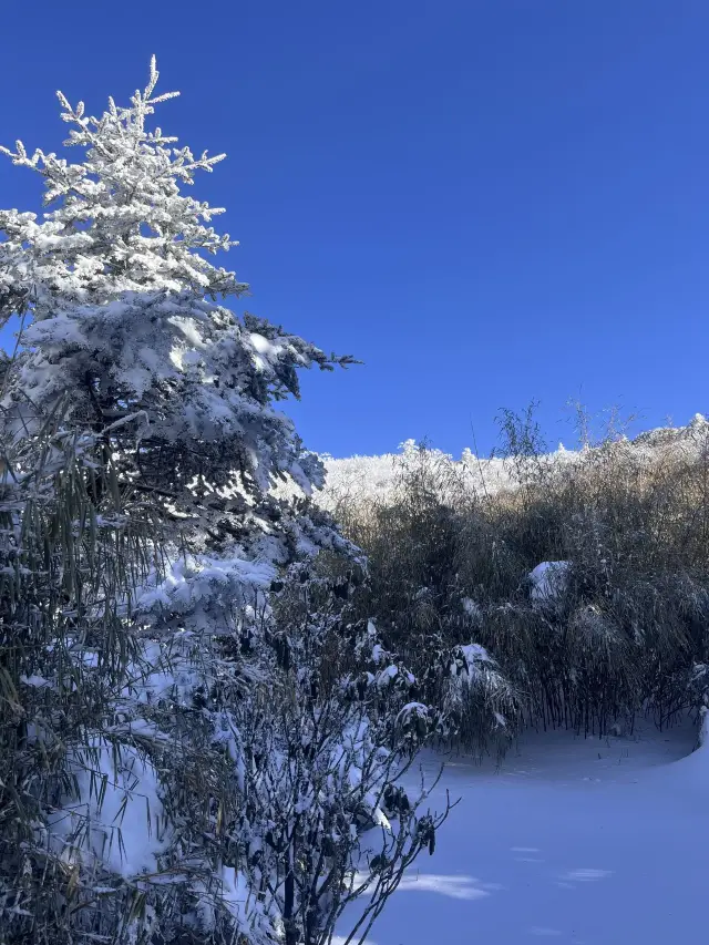 Shennongjia-Wuhan-Yellow Crane Tower 5-Day Tour: A Super Detailed Guide You Won't Regret