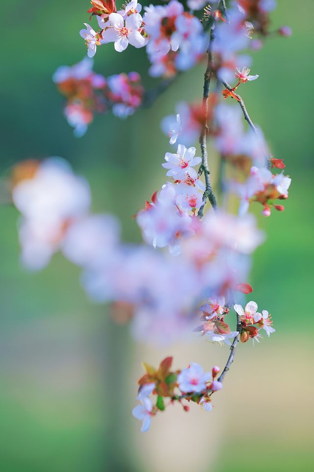 泰州｜天德湖畔探芳信