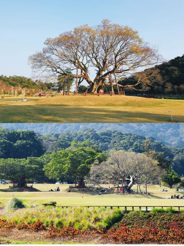 🌸鹽田限定！恩上濕地格桑花海，美到失語