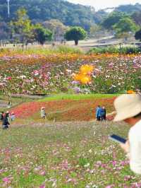 🌸鹽田限定！恩上濕地格桑花海，美到失語