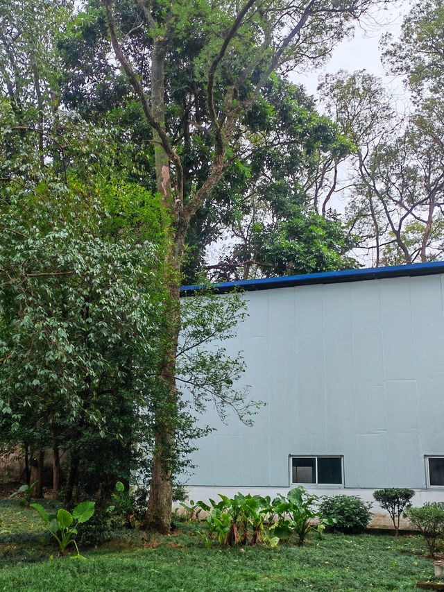 桂林近郊踏青賞花的好去處