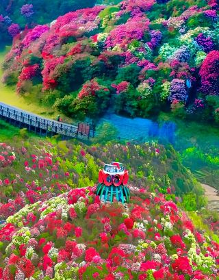 Must-see! Super detailed guide to Baili Rhododendron 2025, all you need to know in one post