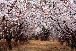 Toksun Apricot Blossom Festival in Turpan, Xinjiang