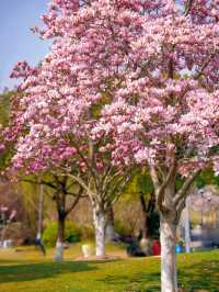 上海唯一玉蘭花鬱金香同框寶藏公園