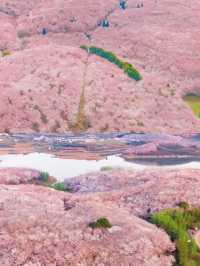 貴州平壩櫻花園的3-4月賞花攻略，賞花不迷路