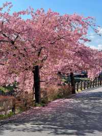 闖入現實版的動漫春日🌸 松戶神社旁的夢幻之河