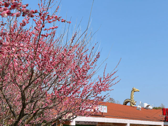 Explore the Healing Power of Shanghai Wildlife Park