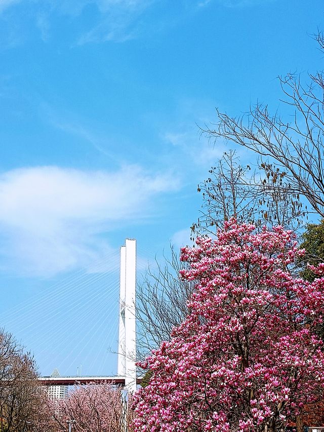 花為媒，南浦大橋你就「娶」咗佢啦！