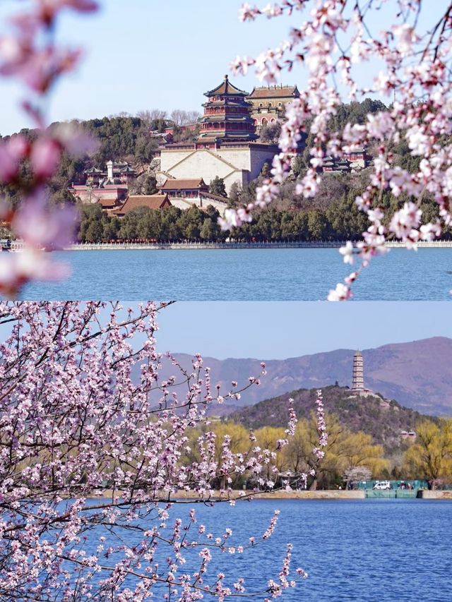 北京賞桃花好去處‖打卡避坑攻略