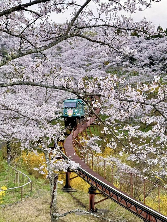 千本櫻舞，春染白石川
