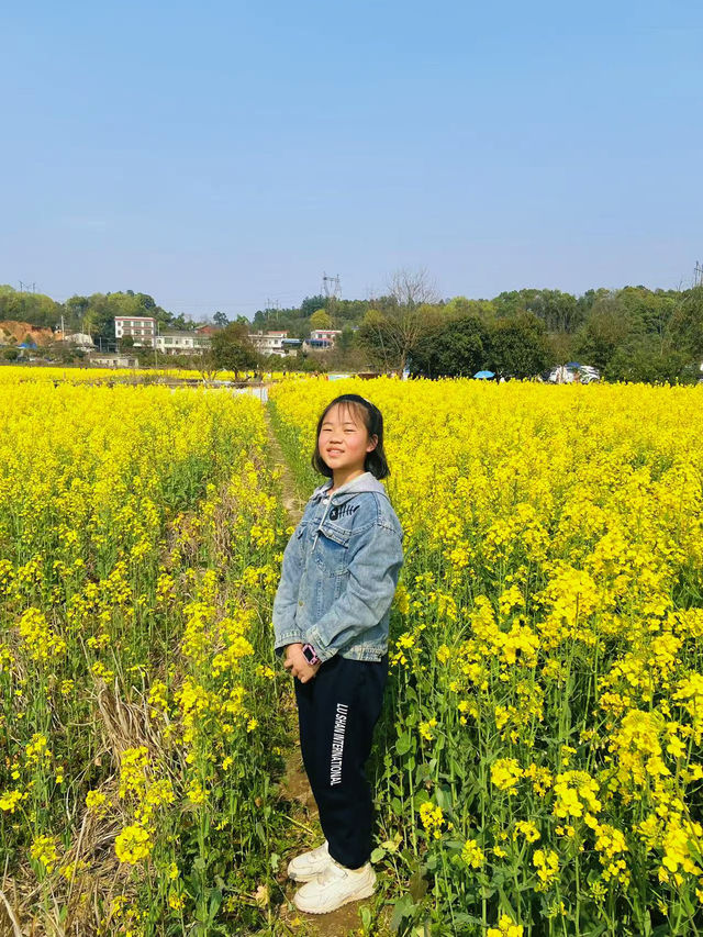 長沙市區出發20分鐘就可以抵達的油菜花海～