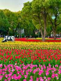 鬱金香花海真係好靚！建議傍晚再去