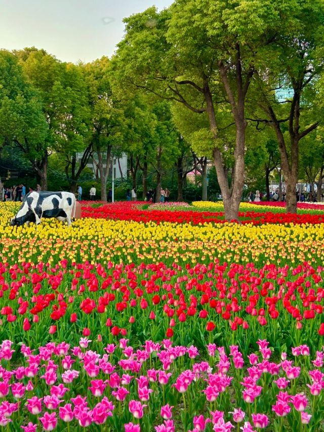 鬱金香花海真係好靚！建議傍晚再去