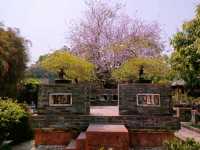 Exploring Zhongshan City Parks During Spring Full Bloom