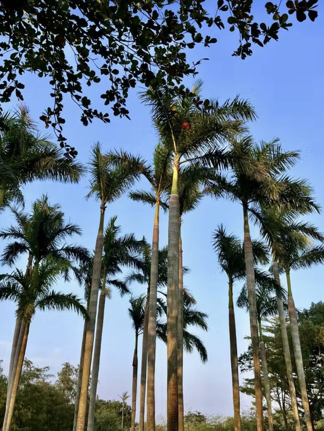 綠意海風中的詩意漫步