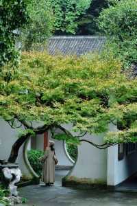 Discover the Most Relaxing City Walk Route Around West Lake!