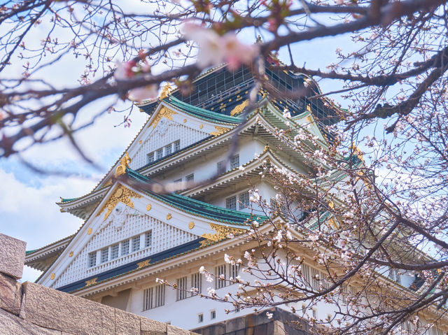 大阪城公園嘅櫻花，美到詞窮💕