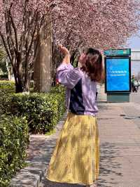 貴陽限定！被櫻花淹沒的公交站🌸