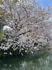 福岡柳川，粉櫻爛漫的水鄉綺夢