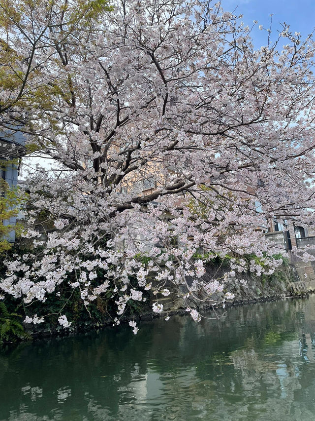 福岡柳川，粉櫻爛漫的水鄉綺夢