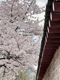 🌸愿你邂逅首爾櫻花盛開的絢爛時刻