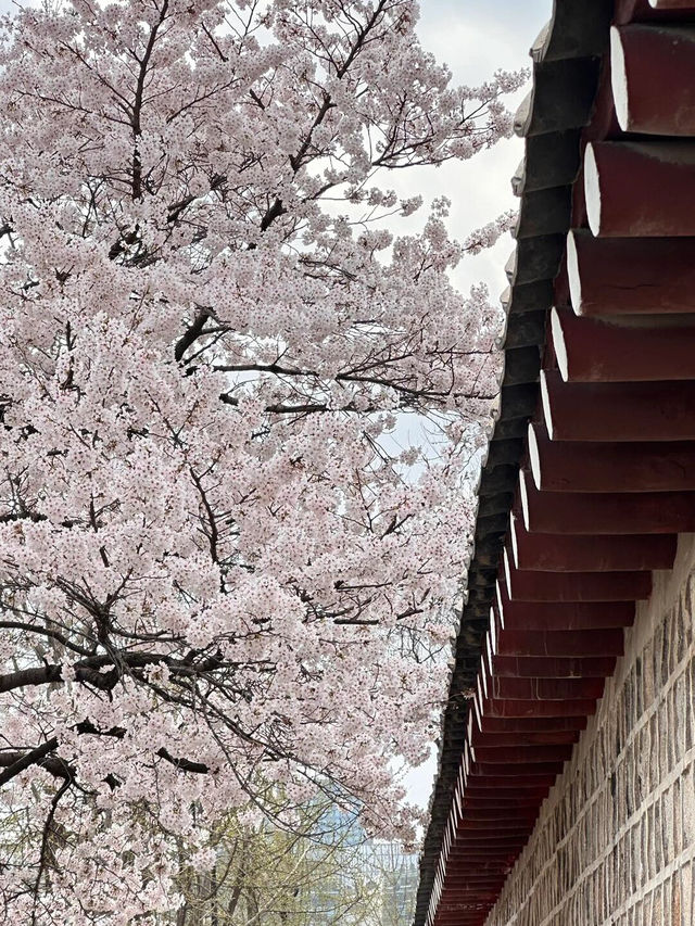 🌸愿你邂逅首爾櫻花盛開的絢爛時刻