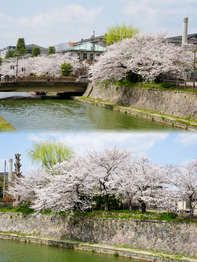 日本追櫻之旅｜京都櫻花最新情報
