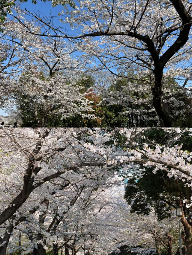 日本大阪賞櫻‖打卡避坑攻略