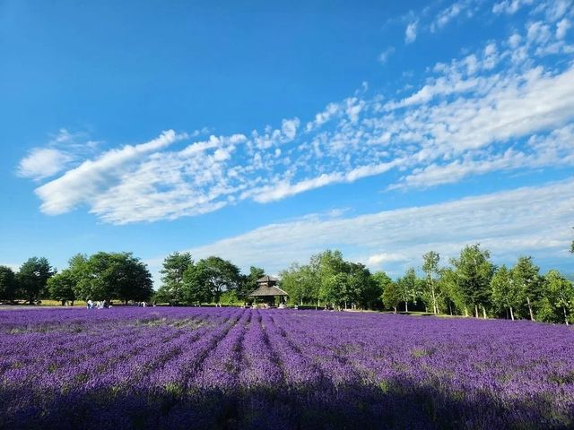 北海道盛夏，邂逅花海與山海。
