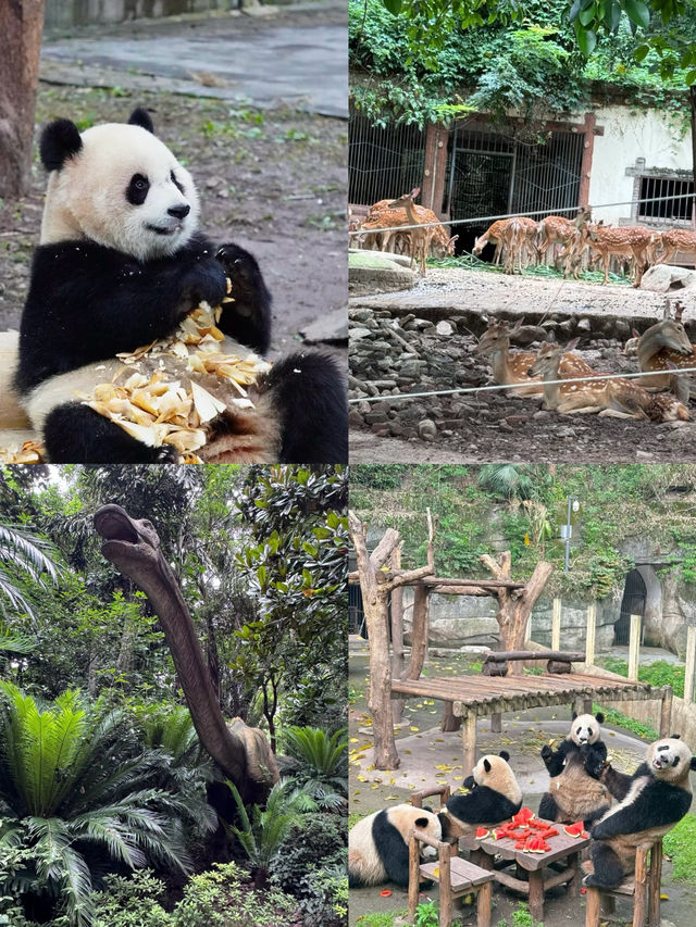 五一嘅快樂一定係動物園畀嘅