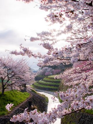 คู่มือชมดอกซากุระในเขตชานเมืองโอซาก้า แน่นอนว่าคุณต้องไม่พลาด 3 สถานที่นี้!