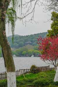 早春野趣 | 茅堤至烏龜潭秘境賞桃花環線攻略
