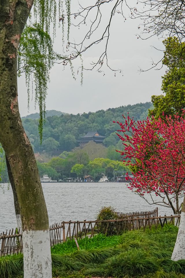 早春野趣 | 茅堤至烏龜潭秘境賞桃花環線攻略