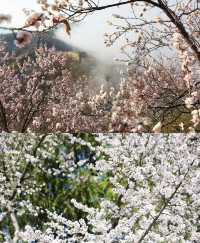 四月，赴一場慕田峪長城的花海之約