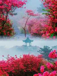 龜峰山杜鵑花海幾時開？最佳觀賞期係幾月？