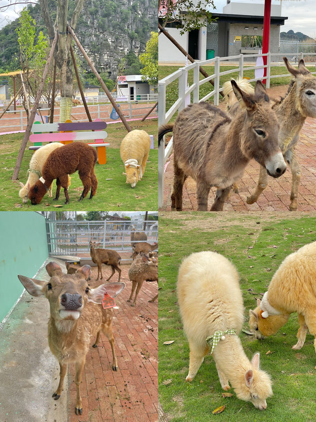 在桂林！現實版動物城！太治癒啦
