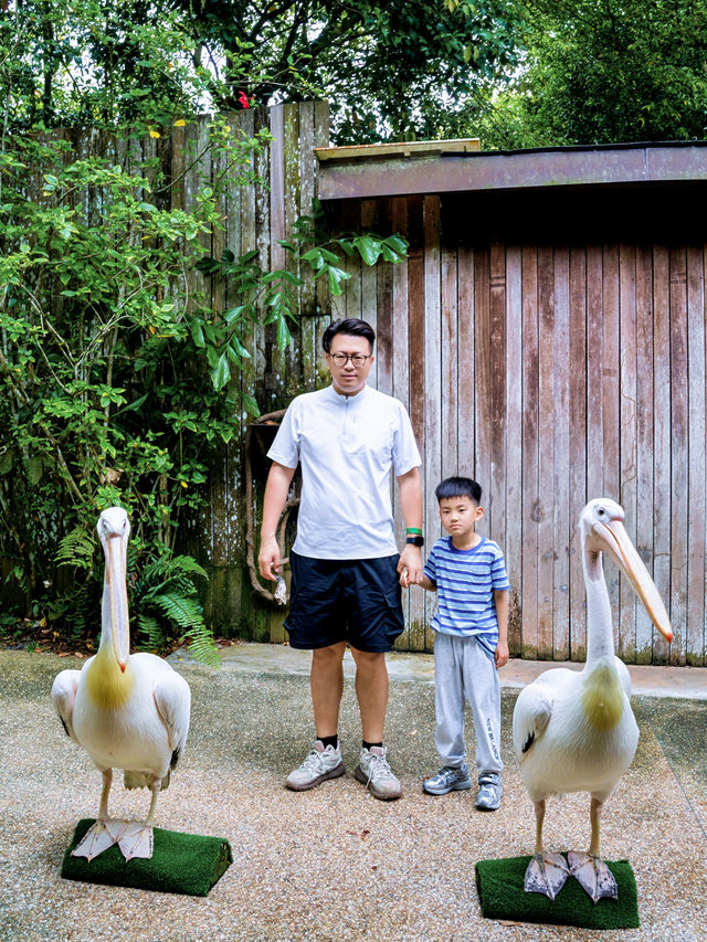 新加坡動物園會懲罰每一個唔做攻略嘅人