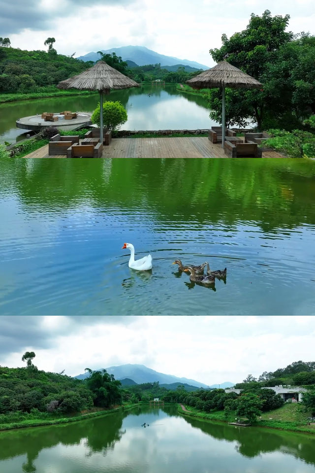 山居野趣│避暑療癒，森系民宿團建攻略